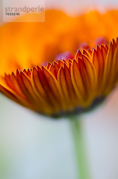 Nahaufnahme der Ringelblumenblüte