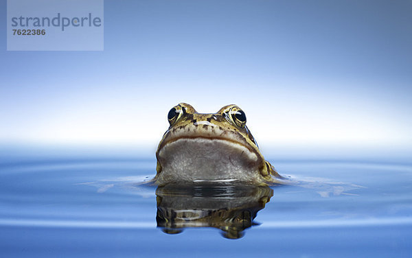 Frosch guckt aus dem Wasser