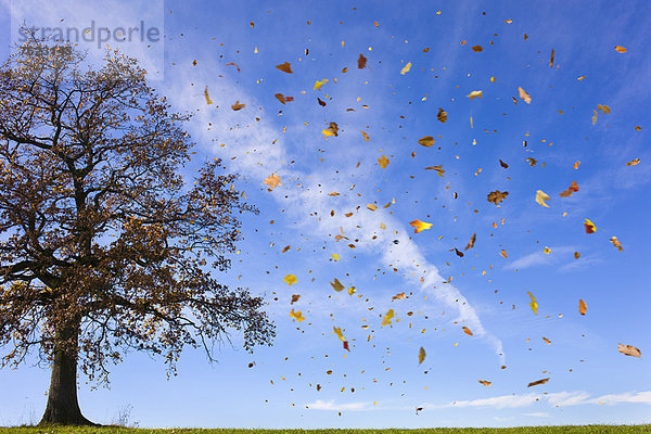 Herbstblätter fliegen im ländlichen Raum