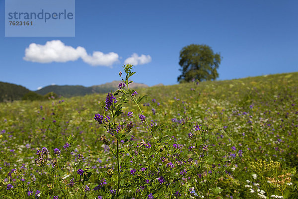 Nahaufnahme einer violetten Blume im ländlichen Raum