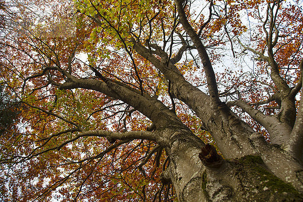 Niedriger Blickwinkel auf den Herbstbaum
