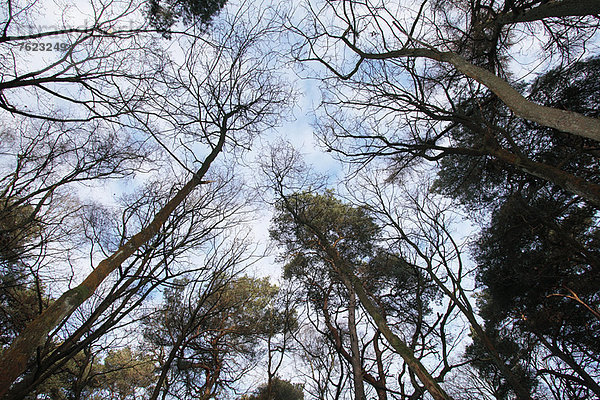 Niedriger Blickwinkel auf Bäume gegen den Himmel