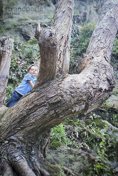 Junge klettert auf nackten Baum im Wald