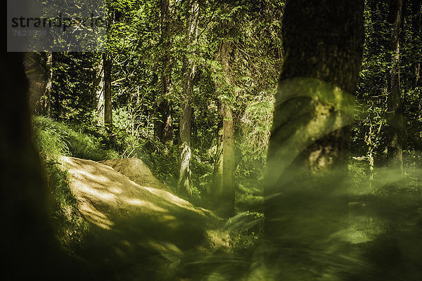 Waldweg durch die Blätter gesehen