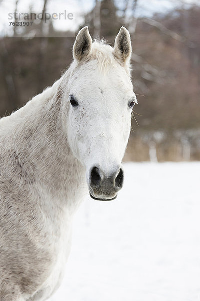 Pferdewandern im verschneiten Feld