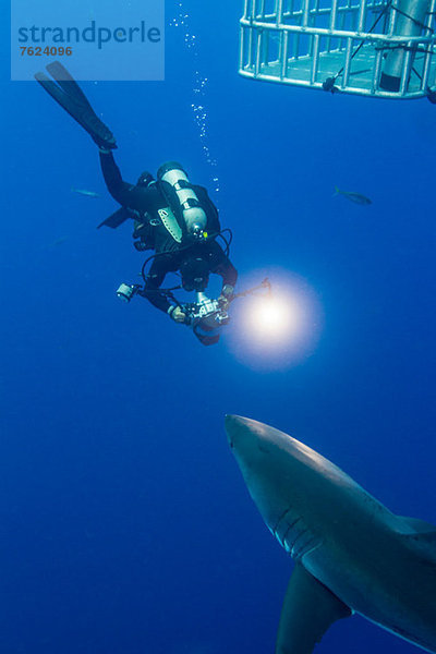 Schwimmen mit Weißem Hai