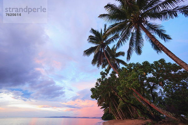 Palmen mit Blick auf den tropischen Strand
