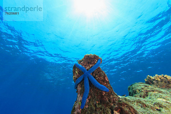 Blauer Seestern am Korallenriff