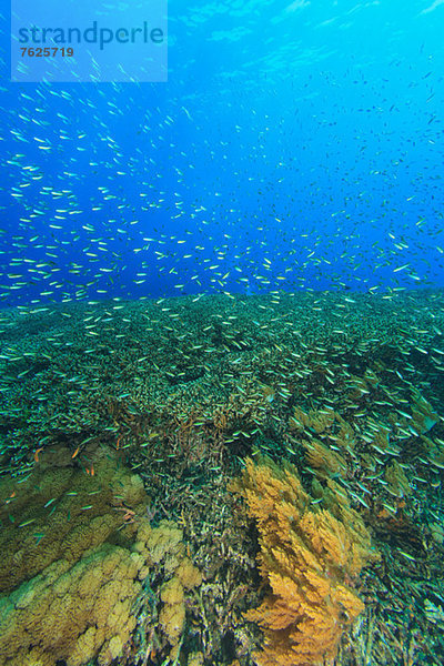 Fische schwimmen im Korallenriff