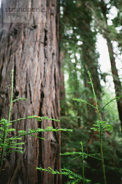 Im Wald wachsende Baumtriebe