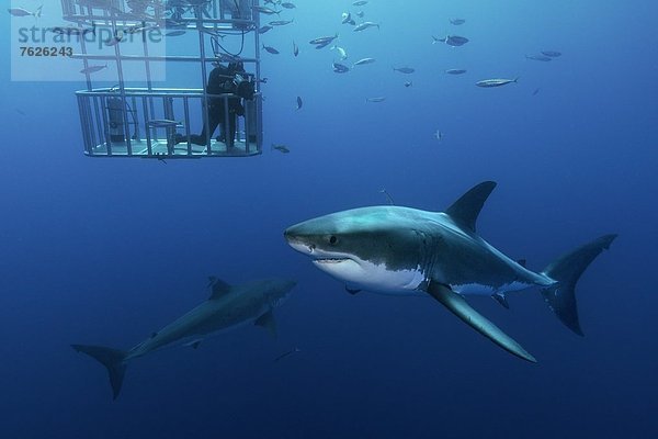 Zwei Große Weiße Haie (Carcharodon carcharias) und Taucher im Käfig  Guadalupe  Mexiko  Unterwasseraufnahme Unterwasseraufnahme