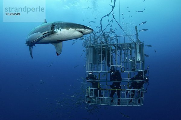 Großer Weißer Hai (Carcharodon carcharias) und Taucher im Käfig  Guadalupe  Mexiko  Unterwasseraufnahme Unterwasseraufnahme