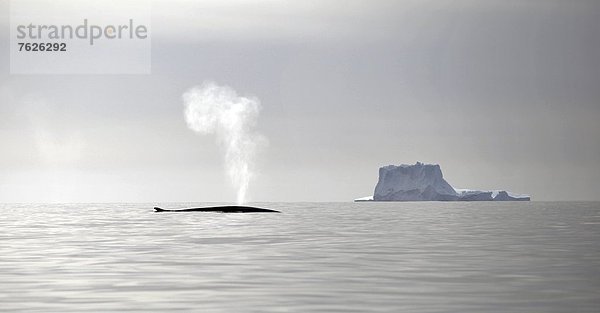 Finnwal (Balaenoptera physalus)  in der Nähe von Kulusuk  Grönland  Unterwasseraufnahme