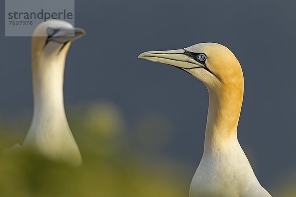 Paar Basstölpel (Sula bassana)  Helgoland  Deutschland