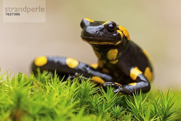 Feuersalamander (Salamandra salamandra)