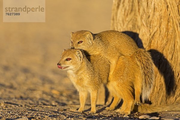 Zwei Fuchsmangusten (Cynictis penicillata)  Nossob Campsite  Botswana