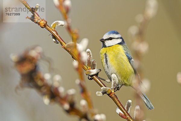 Blaumeise (Parus caeruleus)