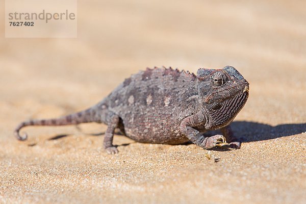 Echse  Little 5 Tour  Namibia