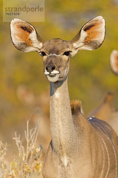 Großer Kudu (Tragelaphus strepsiceros)  Road To Nuamses Waterhole  Namibia