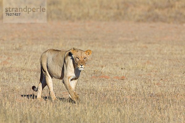 Löwin (Panthera leo)  Botswana