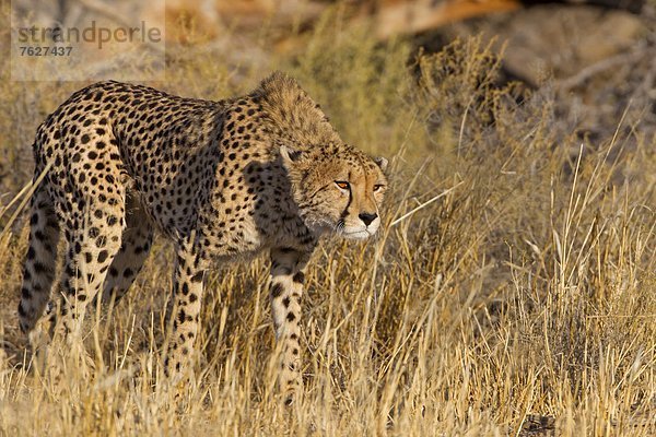 Gepard (Acinonyx jubatus)  Nossob Riverbed  Botswana