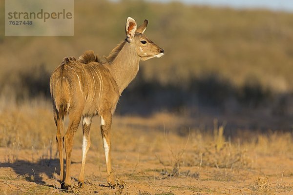 Großer Kudu (Tragelaphus trepsiceros)
