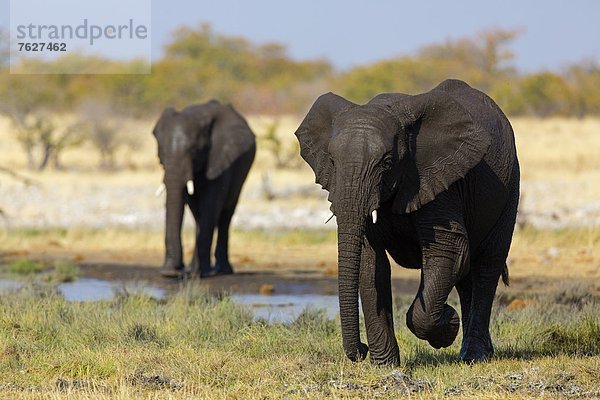 Zwei Afrikanische Elefanten (Loxodonta africana) Rietfontein  Namibia