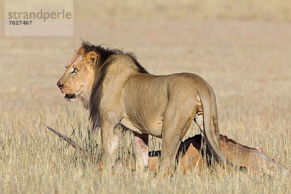 Löwe (Panthera leo) mit Beute  Botswana