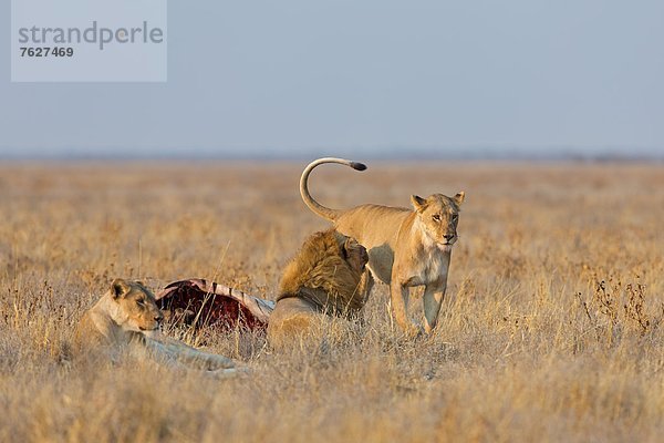 Löwen (Panthera leo) mit Beute  Road To Gemsbokvlakte  Namibia