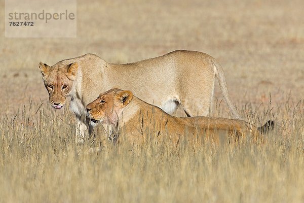 Zwei Löwen (Panthera leo)  Botswana