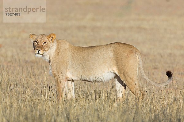 Löwin (Panthera leo)  Botswana