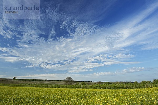 Wiesenlandschaft im Frühling  Bad Dürkheim