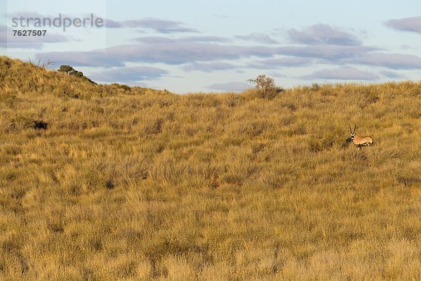 Spießbock (Oryx gazella)  Kieliekrankie Dune Road  Südafrika