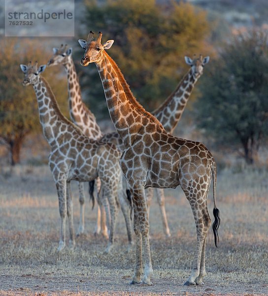 Gruppe von Giraffen (Giraffa camelopardalis)  Botswana