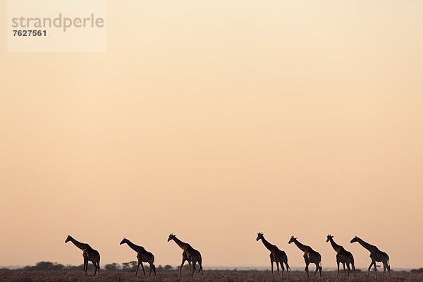 Gruppe von Giraffen (Giraffa camelopardalis) in der Dämmerung  Road To Okondeka Waterhole  Namibia