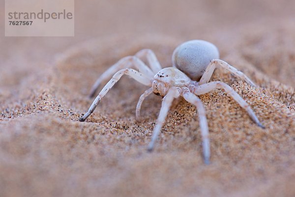 Spinne auf Sandboden  Little 5 Tour  Namibia