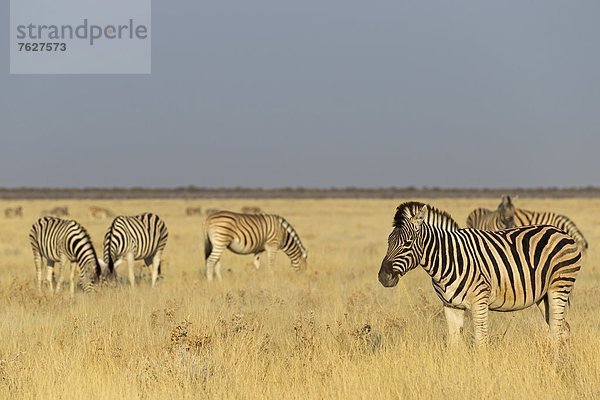 Herde von Steppenzebras (Equus quagga)  Road To Rietfontain Fountain  Namibia