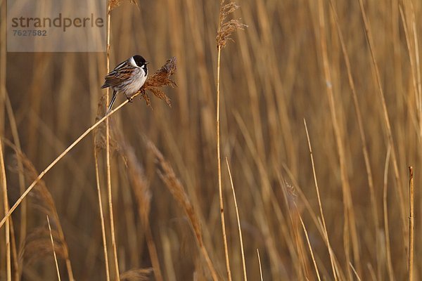 Rohrammer (Emberiza schoeniclus)