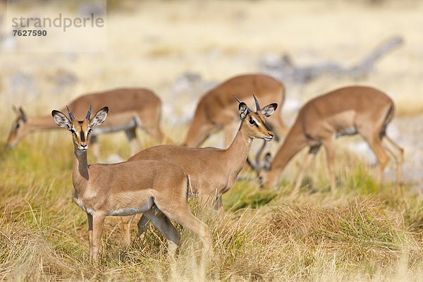 Herde Schwarznasenimpalas (Aepyceros melampus petersi)  Goas Waterhole  Namibia