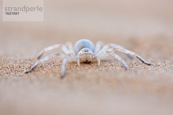 Spinne auf Sandboden  Little 5 Tour  Namibia