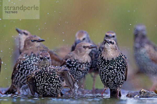 Gruppe Stare (Sturnus vulgaris) am Wasser