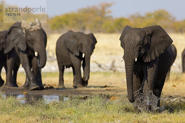 Gruppe Afrikanischer Elefanten (Loxodonta africana) an einer Wasserstelle  Rietfontein  Namibia