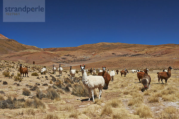 Lamas (Lama glama) auf dem Altiplano  Bolivien
