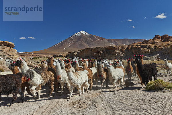 Lamas (Lama glama) in den Anden  Bolivien