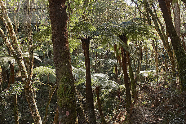Baumfarne (Cyatheaceae) im Nationalpark Amboró  Samaipata  Bolivien