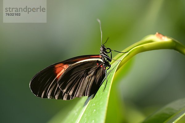 Schmetterling Kleiner Postbote (Heliconius erato)auf einem Blatt