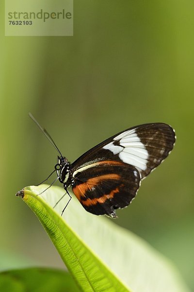 Schmetterling Heliconius cydno auf einem Blatt