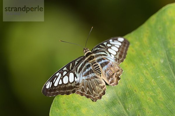 Schmetterling Race lilacinus auf einem Blatt