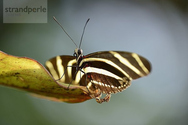 Schmetterling Zebrafalter (Heliconius charithonia) auf einem Blatt