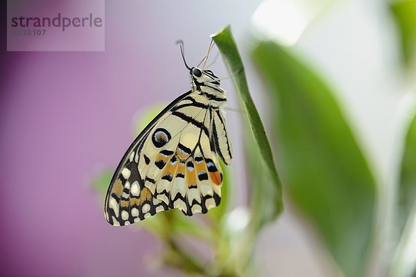 Schmetterling karierter Schwalbenschwanz (Papilio demoleus) auf einem Blatt